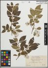 Foto von Salix pentandra L.